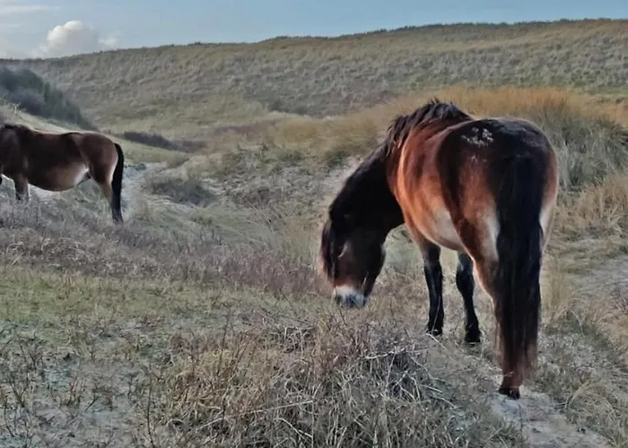 Hotelhuisje #d Hébergement de vacances